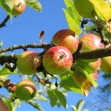 Load image into Gallery viewer, Apple Orchard