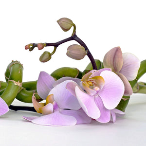 Bamboo & Orchid