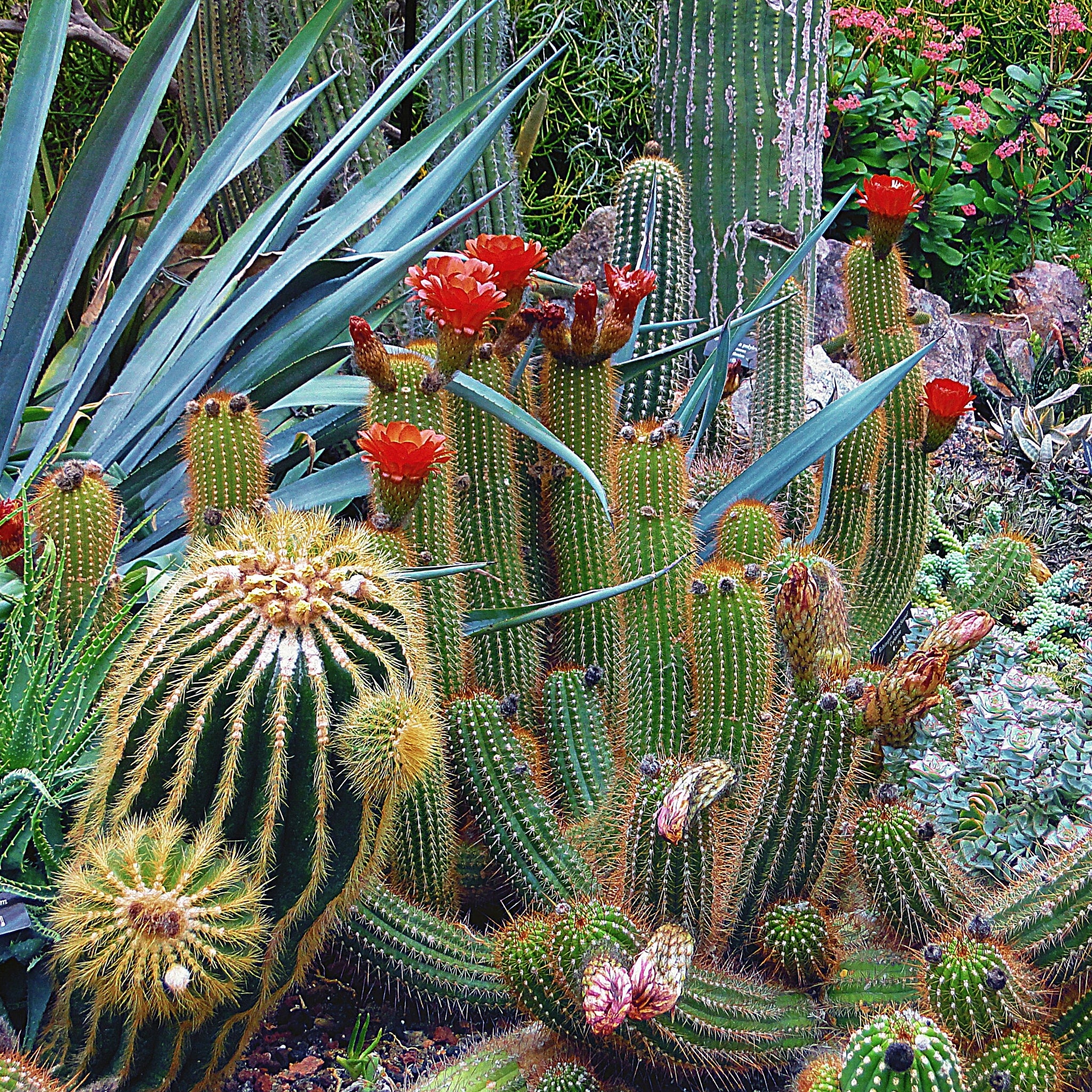 baja succulents Baja Cactus Blossom