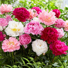Load image into Gallery viewer, Peony